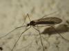 Trichocera regelationis